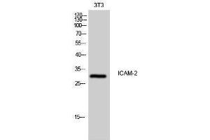 Western Blotting (WB) image for anti-Intercellular Adhesion Molecule 2 (ICAM2) (Internal Region) antibody (ABIN3185122) (ICAM2 antibody  (Internal Region))