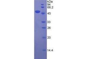 SDS-PAGE analysis of Mouse Apolipoprotein D Protein.