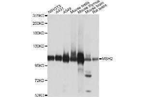Western blot analysis of extracts of various cell lines, using MSH2 antibody. (MSH2 antibody)