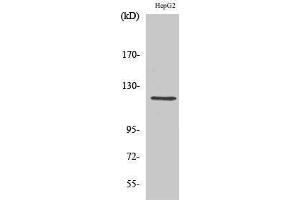 Western Blotting (WB) image for anti-Neuropilin 1 (NRP1) (Internal Region) antibody (ABIN3176301)