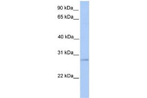 WB Suggested Anti-ORAI2 Antibody Titration:  0.