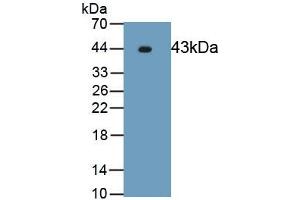 Detection of Recombinant ERK2, Human using Polyclonal Antibody to Extracellular Signal Regulated Kinase 2 (ERK2) (ERK2 antibody  (AA 104-342))