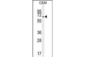 Western blot analysis in CEM cell line lysates (35ug/lane). (COX10 antibody  (C-Term))