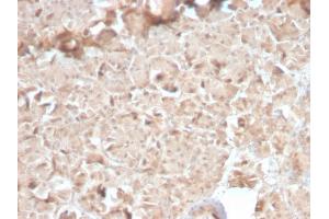 Formalin-fixed, paraffin-embedded human Pancreas stained with CELA3B Rabbit Recombinant Monoclonal Antibody (CELA3B/2810R). (Recombinant Elastase 3B antibody  (AA 82-238))