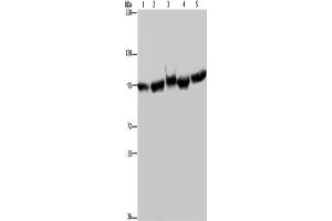 Western Blotting (WB) image for anti-Heat Shock Protein 90kDa alpha (Cytosolic), Class A Member 2 (HSP90AA2) antibody (ABIN2427485) (HSP90AA2 antibody)