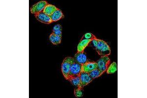 Confocal immunofluorescent analysis of CAF-1 Antibody (N-term)(Cat#AP50712PU-N) with HepG2 cell followed by Alexa Fluor 488-conjugated goat anti-rabbit lgG (green).