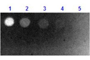 Dot Blot results of Goat Fab Anti-Biotin Antibody Fluorescein Conjugate. (Biotin antibody  (FITC))