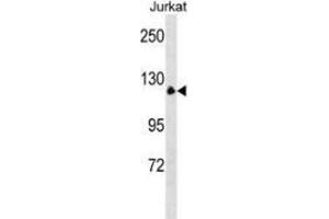 Western blot analysis in Jurkat cell line lysates (35ug/lane) using Myelin transcription factor Antibody (N-term). (Myelin Transcription Factor (AA 1-30), (N-Term) antibody)