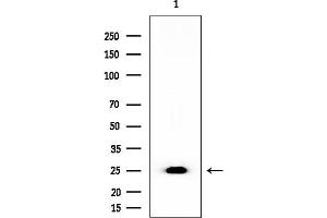 anti-Polymerase (RNA) III (DNA Directed) Polypeptide H (22.9kD) (POLR3H) (C-Term) antibody
