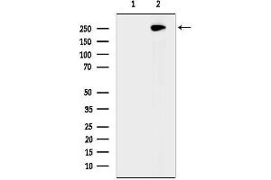 Western blot analysis of lysates from Mouse brain, using CEP295 Antibody.