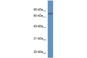 Western Blotting (WB) image for anti-Serine Active Site Containing 1 (SERAC1) (N-Term) antibody (ABIN2788543) (SERAC1 antibody  (N-Term))