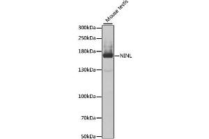 NINL antibody