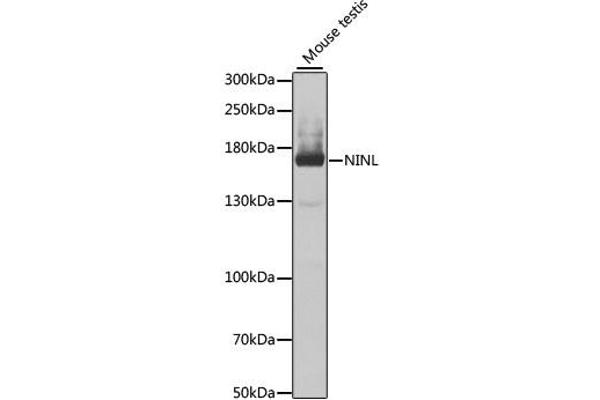 NINL antibody