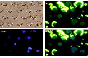 Image no. 3 for anti-SNAIL (SNAI1) (AA 121-230) antibody (ABIN520326)