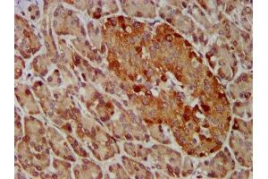 IHC image of ABIN7153757 diluted at 1:400 and staining in paraffin-embedded human pancreatic tissue performed on a Leica BondTM system. (GEMIN4 antibody  (AA 741-848))