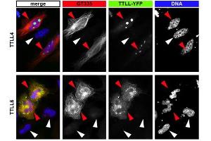 Immunofluorescence analysis of tubulin glutamylation with anti-Polyglutamylation Modification, mAb (GT335) . (Polyglutamylation antibody)