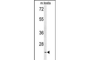 Western blot analysis of UN Antibody (Center) (ABIN653320 and ABIN2842812) in mouse testis tissue lysates (35 μg/lane). (UNC119 antibody  (AA 64-94))