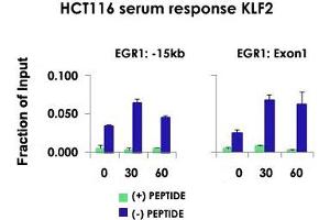 Chromatin Immunoprecipitation (ChIP) of HCT116 cell lysate with KLF2 polyclonal antibody . (KLF2 antibody  (Internal Region))