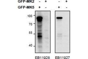 HEK293 lysate (10 µg protein in RIPA buffer) overexpressing Mouse MK5-GFP (first lane) or Mouse MK2-GFP (second lane) probed with ABIN1590011 (0.