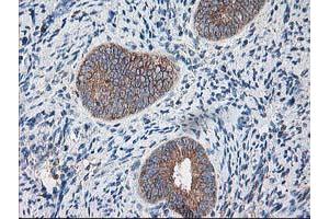 Image no. 7 for anti-Ribophorin 1 (RPN1) antibody (ABIN1500754)