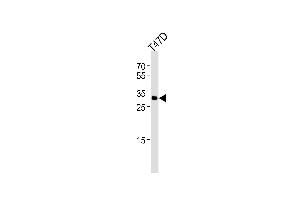 Western blot analysis of lysate from T47D cell line, using ING4 Antibody (C-term) (ABIN1944775 and ABIN2838517). (ING4 antibody  (C-Term))