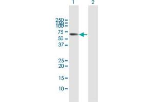 MPP2 antibody  (AA 1-552)
