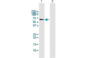 Western Blot analysis of MPP2 expression in transfected 293T cell line by MPP2 MaxPab polyclonal antibody.