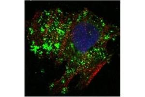 Immunofluorescence (IF) image for anti-B-Cell CLL/lymphoma 10 (BCL10) antibody (ABIN1105500) (BCL10 antibody)