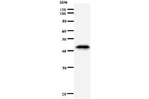 Western Blotting (WB) image for anti-Hematopoietically Expressed Homeobox (HHEX) antibody (ABIN930926) (HHEX antibody)
