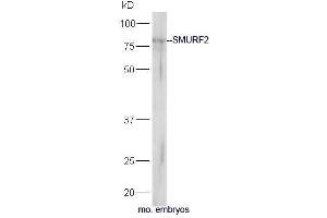 Mouse embryo lysates probed with Rabbit Anti-SMURF2 Polyclonal Antibody, Unconjugated  at 1:5000 for 90 min at 37˚C. (SMURF2 antibody  (AA 601-700))