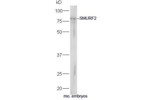 SMURF2 antibody  (AA 601-700)