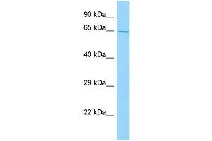 WB Suggested Anti-Cpne2 Antibody Titration: 1. (Copine II antibody  (N-Term))