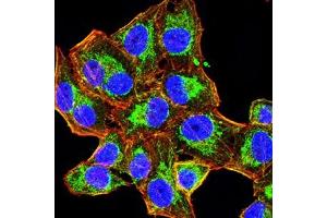 Immunofluorescence analysis of Hela cells using HAS1 mouse mAb (green). (HAS1 antibody)