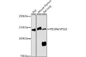 Western blot analysis of extracts of various cell lines, using PIK3R4/VPS15 antibody (ABIN7269323) at 1:1000 dilution. (PIK3R4 antibody  (AA 1-330))