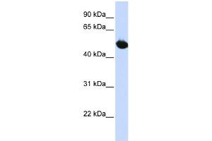 WB Suggested Anti-SLC2A9 Antibody Titration:  0. (SLC2A9 antibody  (Middle Region))