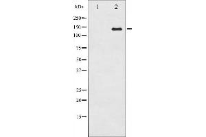 Western blot analysis of c-Abl expression in RAW264.