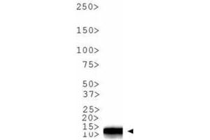 Western Blot of Rabbit Anti-Histone H3 [Dimethyl Lys9] Antibody. (Histone 3 antibody  (H3K9me2))