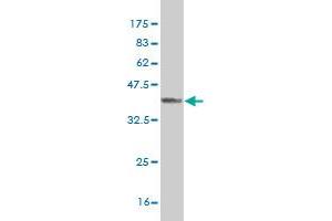 Western Blot detection against Immunogen (37. (RFNG antibody  (AA 82-190))