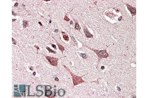 ABIN5539900 (5µg/ml) staining of paraffin embedded Human Cerebral Cortex. (MOBKL3 antibody  (AA 137-151))