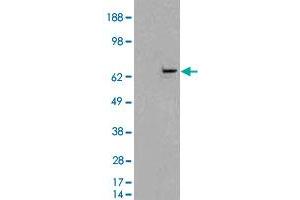 HEK293 overexpressing FANCG and probed with FANCG polyclonal antibody  (mock transfection in first lane), tested by Origene.