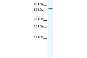 WB Suggested Anti-EBF4 Antibody Titration:  2. (EBF4 antibody  (N-Term))