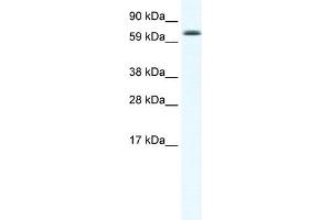 WB Suggested Anti-EBF4 Antibody Titration:  2.