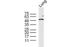 Lane 1: mouse lung lysates probed with 	TAZ Polyclonal Antibody, Unconjugated  at 1:300 overnight at 4˚C. (TAZ antibody  (AA 1-100))