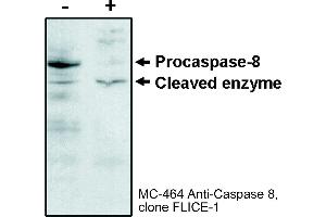 Image no. 1 for anti-Caspase 8 (CASP8) (N-Term) antibody (ABIN187519) (Caspase 8 antibody  (N-Term))