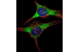 Immunofluorescent analysis of 4 % paraformaldehyde-fixed, 0. (GARS antibody  (AA 15-305))
