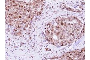 Image no. 1 for anti-RAD23 Homolog B (RAD23B) (AA 164-409) antibody (ABIN1500578) (RAD23B antibody  (AA 164-409))