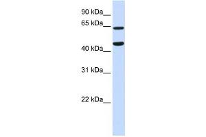Western Blotting (WB) image for anti-Tripartite Motif Containing 54 (TRIM54) antibody (ABIN2458753) (TRIM54 antibody)
