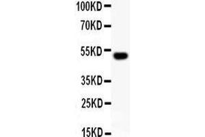 Anti-RUNX2 Picoband antibody,  All lanes: Anti RUNX2  at 0. (RUNX2 antibody  (Middle Region))