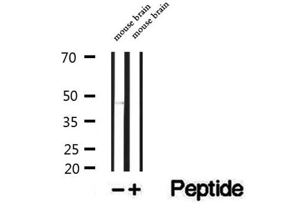 SLC25A46 antibody  (N-Term)