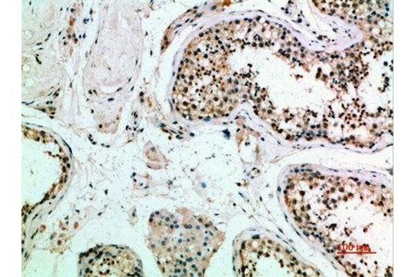 FZD9 antibody  (AA 1-50)